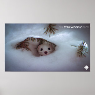 Winter - Korte zandspiering Poster