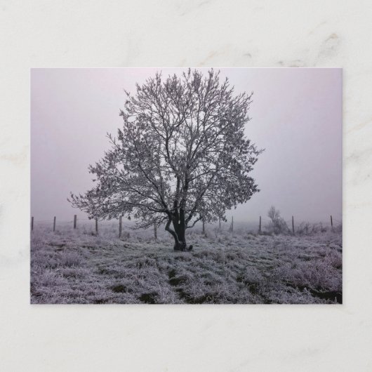 Winter landschap met boom briefkaart (Voorkant)