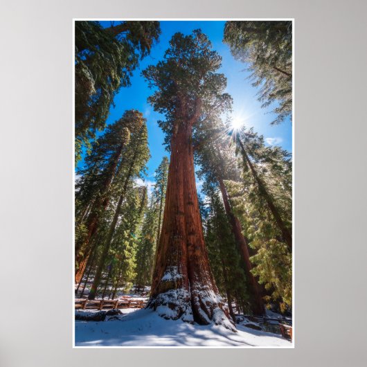 Winter Light on the Giant General Sherman Poster (Voorkant)