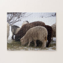 Winter Lunch voor schapen