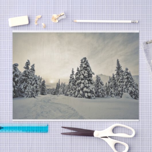 Winter Magic Tissuepapier (Craft)