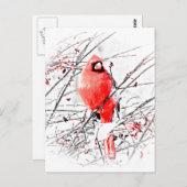 WINTER MALE CARDINAL BRIEFKAART (Voorkant / Achterkant)