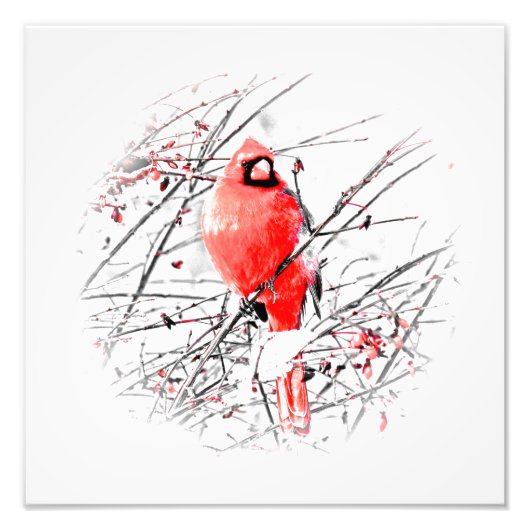 WINTER MALE CARDINAL FOTO AFDRUK (Voorkant)