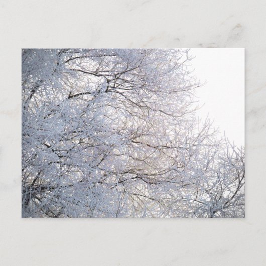 Winter Morning Snow Frosty Branches Natuur Briefkaart (Voorkant)