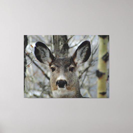 Winter Mule Deer Close-up Canvas Afdruk (Voorkant)