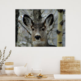 Winter Mule Deer Close-up Poster