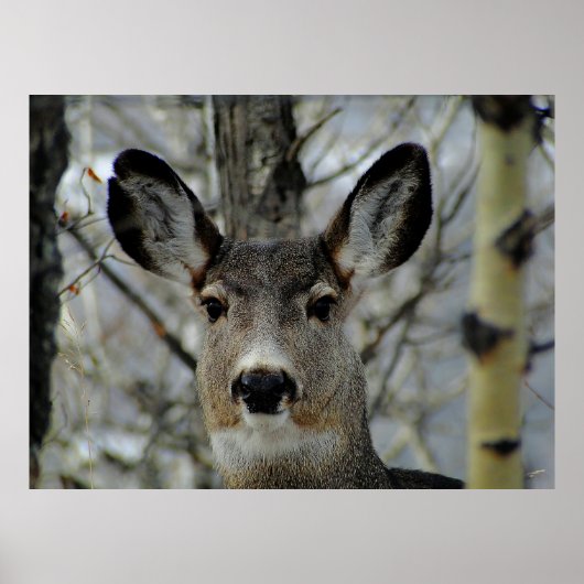 Winter Mule Deer Close-up Poster (Voorkant)
