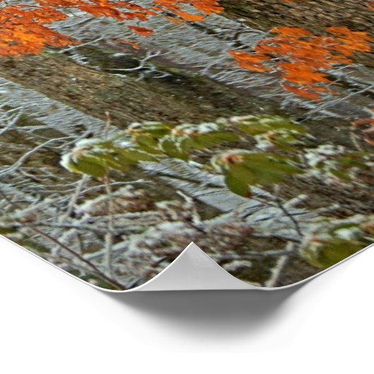 Winter Oak Poster (Hoek)