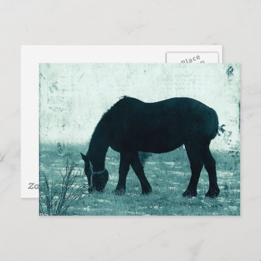 Winter Percheron Briefkaart (Voorkant / Achterkant)