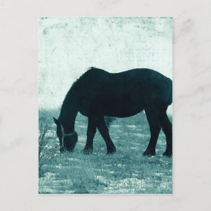 Winter Percheron Briefkaart