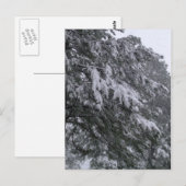 Winter Pine Briefkaart (Voorkant / Achterkant)