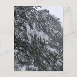 Winter Pine Briefkaart