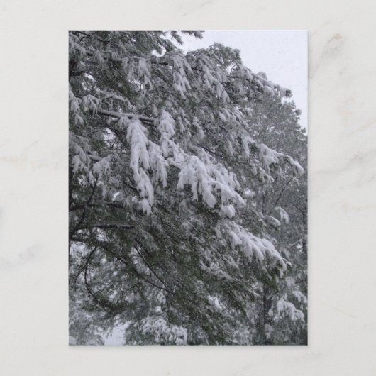 Winter Pine Briefkaart (Voorkant)