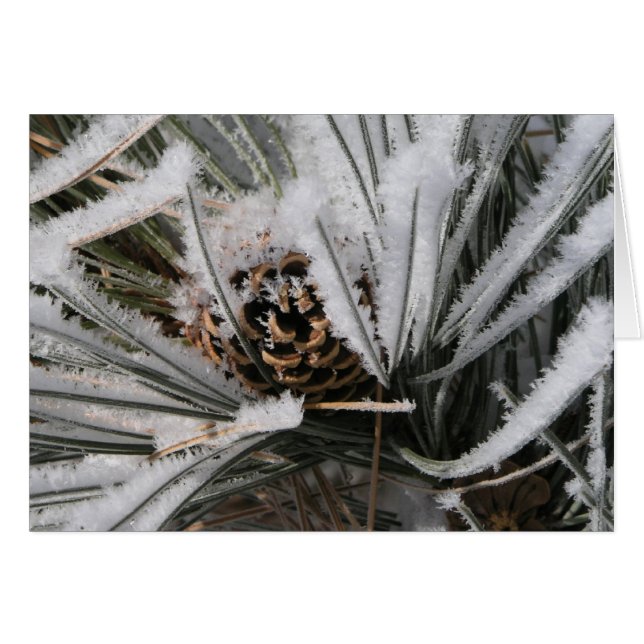 Winter Pine Cone (Voorkant Horizontaal)