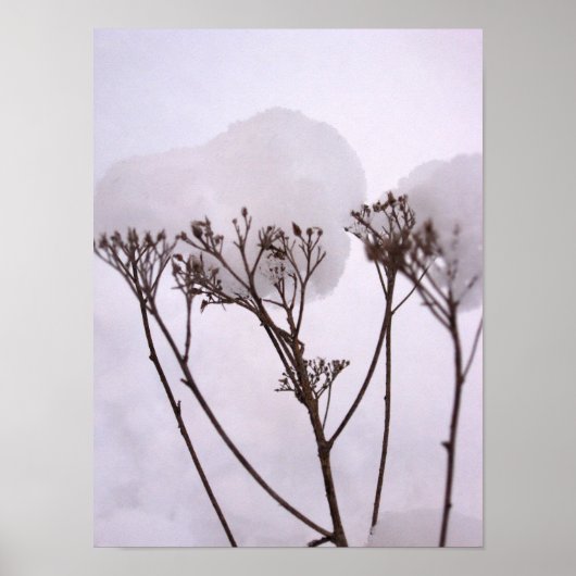 Winter, Planten in de sneeuw Waarde Poster Papier (Voorkant)