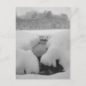 Winter Pond Briefkaart (Voorkant)