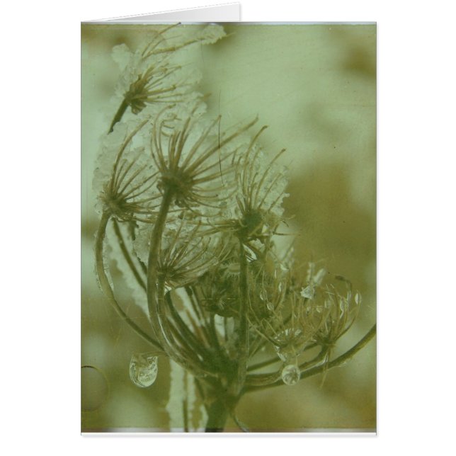 Winter Queen Anne's Lace (Voorkant)