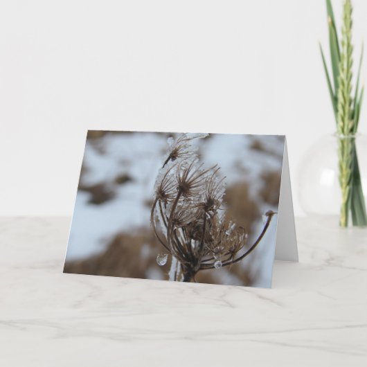 Winter Queen Anne's Lace Kaart (Voorkant)