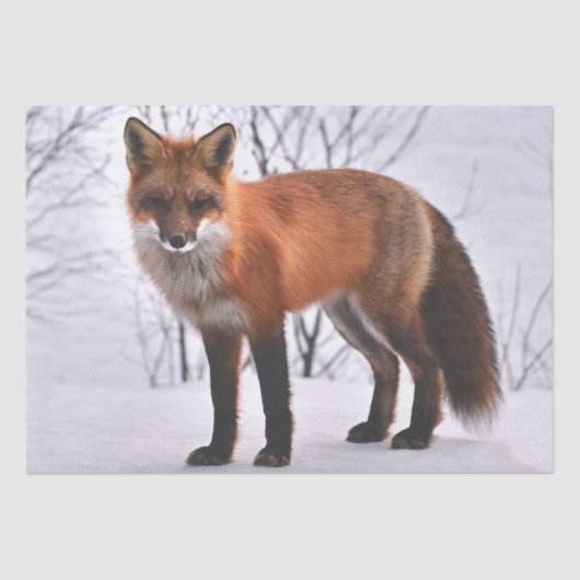 Winter Red Fox Tissuepapier (Voorkant)