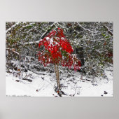 "Winter Red" ornamentaal bamboe in het sneeuwPoste Poster (Voorkant)