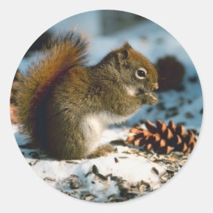 Winter Red Squirrel Holiday Kaarten Ronde Sticker
