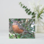 Winter Robin Briefkaart (Staand voorkant)