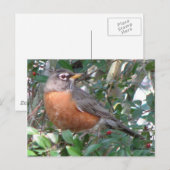 Winter Robin Briefkaart (Voorkant / Achterkant)