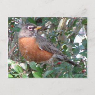 Winter Robin Briefkaart