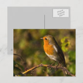 Winter Robin Briefkaart (Voorkant / Achterkant)