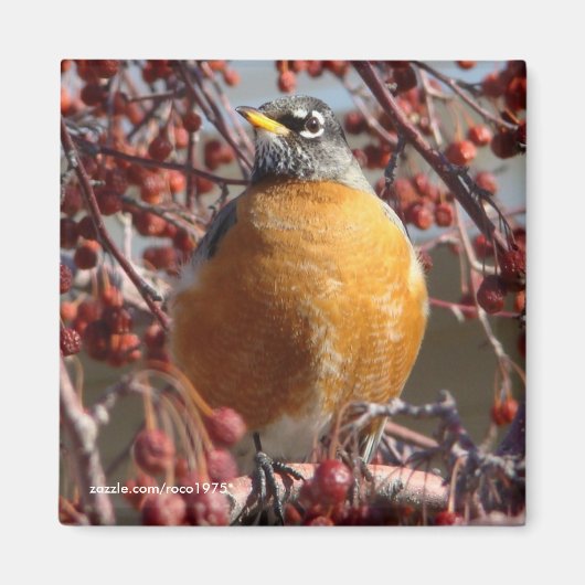 Winter Robin Magneet (Voorkant)