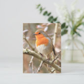 Winter Robin Redbormam Briefkaart (Staand voorkant)