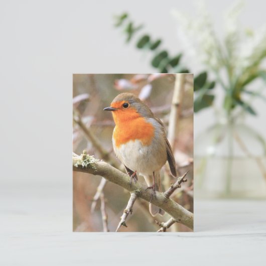 Winter Robin Redbormam Briefkaart (Staand voorkant)