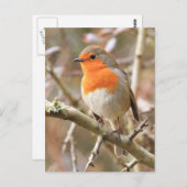 Winter Robin Redbormam Briefkaart (Voorkant / Achterkant)