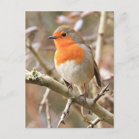 Winter Robin Redbormam Briefkaart (Voorkant)