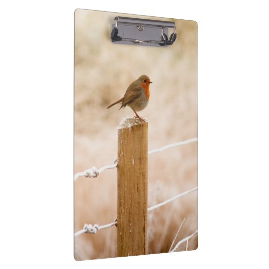 Winter Robin Redbormam Klembord (Rechts)