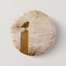 Winter Robin Redbormam