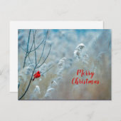 Winter Rode Kardinaal Sneeuw Foto Kerstmis Briefkaart (Voorkant / Achterkant)