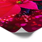 Winter roos, poinsettia / Weihnachtsstern festlich Poster (Hoek)
