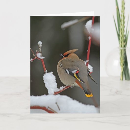 Winter Scene - Boheemse Waxwing Kaart (Voorkant)