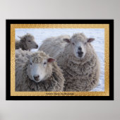 Winter Sheep Poster (Voorkant)