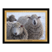 Winter Sheep