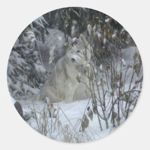 Winter Siberische Husky Sticker