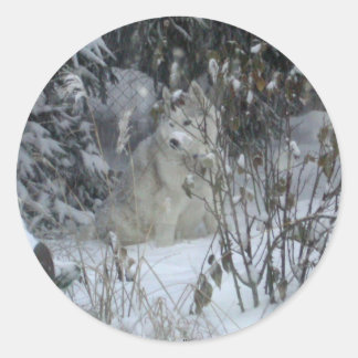 Winter Siberische Husky Sticker