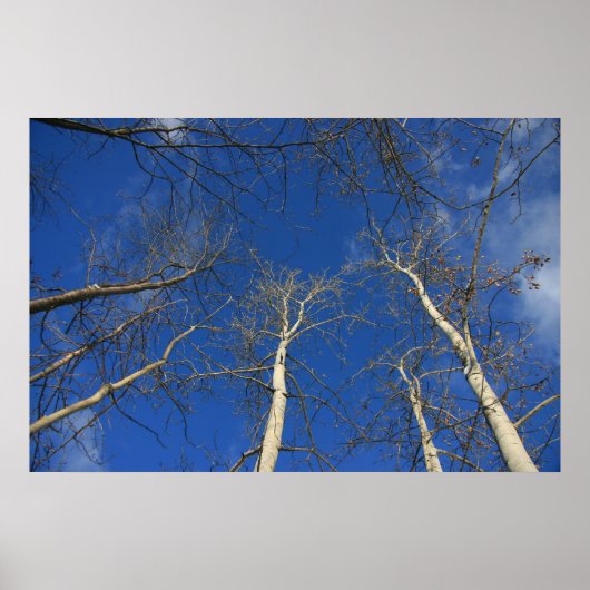 Winter sky poster (Voorkant)