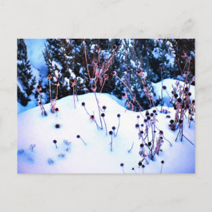 Winter Sneeuw Bloem Hoofden Bomen Natuur Briefkaart