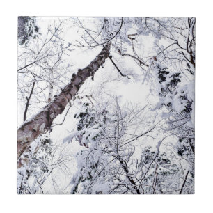 Winter Sneeuw Bomen Bos 1 Tegeltje