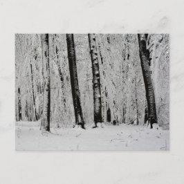 Winter Sneeuw Bomen   -     - Briefkaart