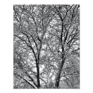 Winter Sneeuw Boomtakken Foto Afdruk