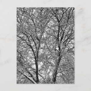 Winter Sneeuw Boomtakken Fotografie Briefkaart