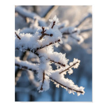 Winter Sneeuw Vorstige Boomtak Zonlicht